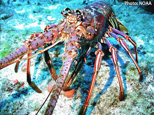 Caribbean spiny lobster