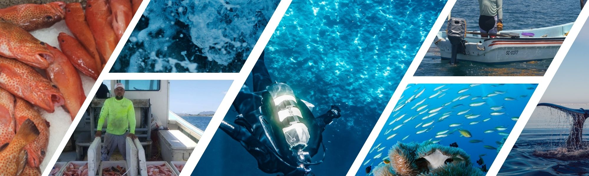 Sci Pub Page Banner