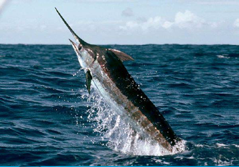 billfish