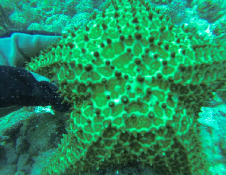 star fish