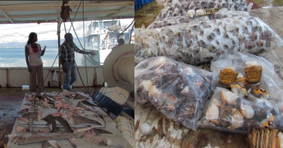 Jamaican authorities have intercepted foreign vessels fishing illegally in their waters. Here, a vessel from Venezuela was caught with illegal catch.