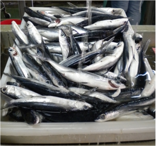 Four-wing flyingfish