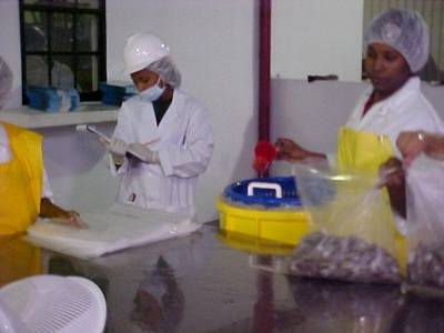 The Belize Agricultural Health Authority (BAHA) is one agency from CRFM Member States which helps to ensure SPS compliance for fisheries exports from Belize. 