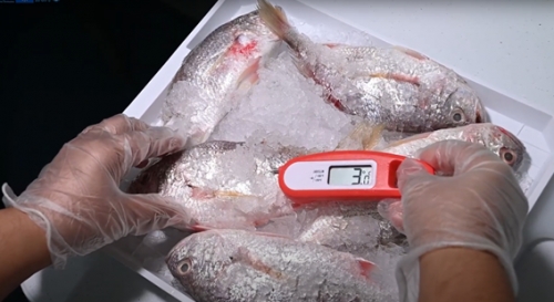 Testing of fish to ensure adequate sanitary and phytosanitary standards are adhered to.