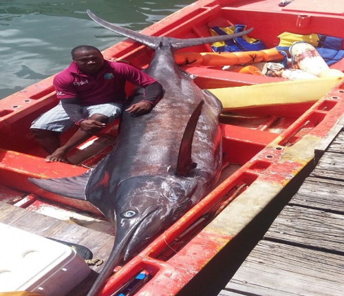 700-pound blue marlin caught around the FADs in St. Lucia