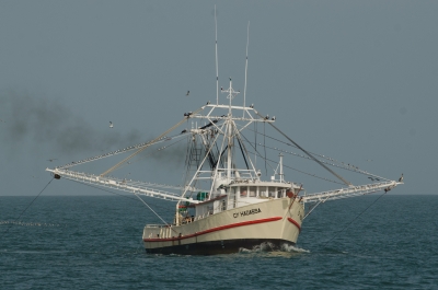 Technical experts give thumbs up for management review of seabob (shrimp) trawl fisheries of Guyana and Suriname