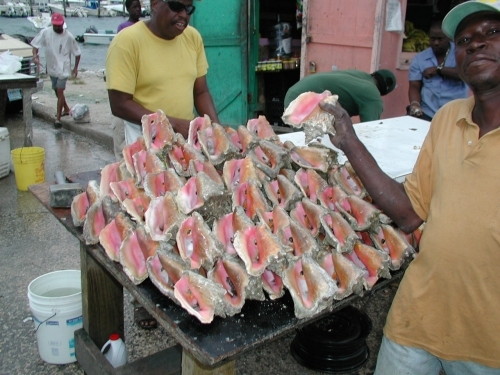 CARICOM-US discuss threat of lawsuit over queen conch, and IUU fishing
