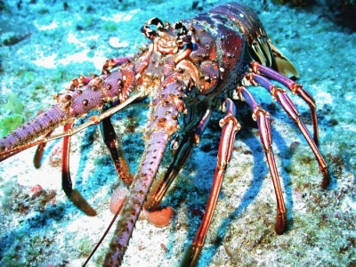 A Caribbean spiny lobster on the sea floor. This photo was shot during a 2010 NOAA expedition in the U.S. Virgin Islands to map underwater habitats and the marine life they support.