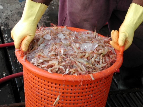 Seabob Fishing Season Closes in Guyana