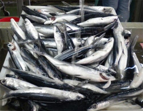 CRFM leads 7-country initiative to support management of four-wing flyingfish