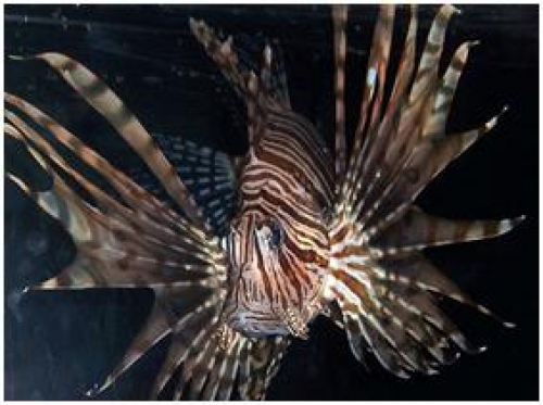 Experts discuss the proposed regional lionfish control strategy
