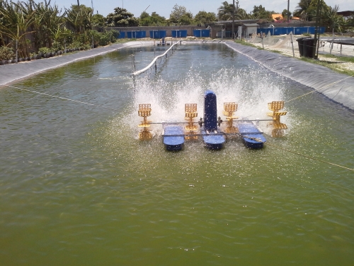 Aquaculture as Gateway to &quot;Blue Economy&quot; for CRFM States