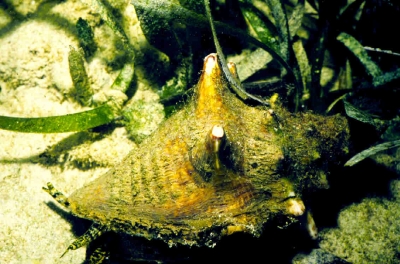 USA rejects petition to list Queen Conch as endangered species