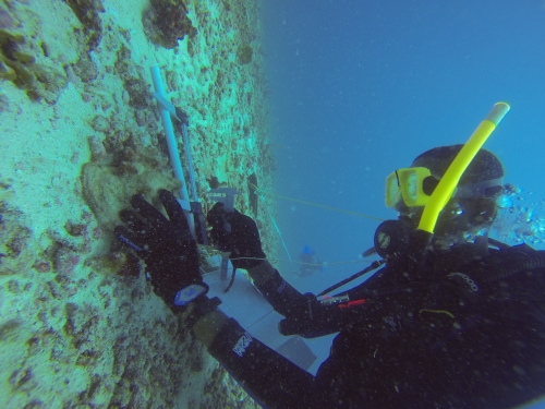 Conch Assessment undertaken in CRFM States through ACP Fish II